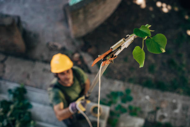 How Our Tree Care Process Works  in Wildwood Crest, NJ